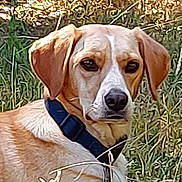 Bella participe au concours pour gagner de l'argent avec cette photo : dog, animal, pet, collar, grass, outdoor, nature, canine, mammal, brown, white, ears, face, fur, looking, alert, sitting, summer, daylight, portrait