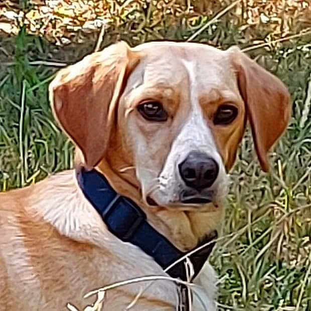 Bella participe au concours pour gagner de l'argent avec cette photo : dog, animal, pet, collar, grass, outdoor, nature, canine, mammal, brown, white, ears, face, fur, looking, alert, sitting, summer, daylight, portrait