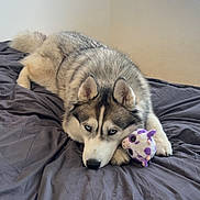 Reese participe au concours pour gagner de l'argent avec cette photo : dog, husky, pet, bed, plush_toy, blue_eyes, fur, indoor, resting, animal, cute, cozy, mammal, laying_down, toy, room, blanket, soft, domestic_animal, sleepy