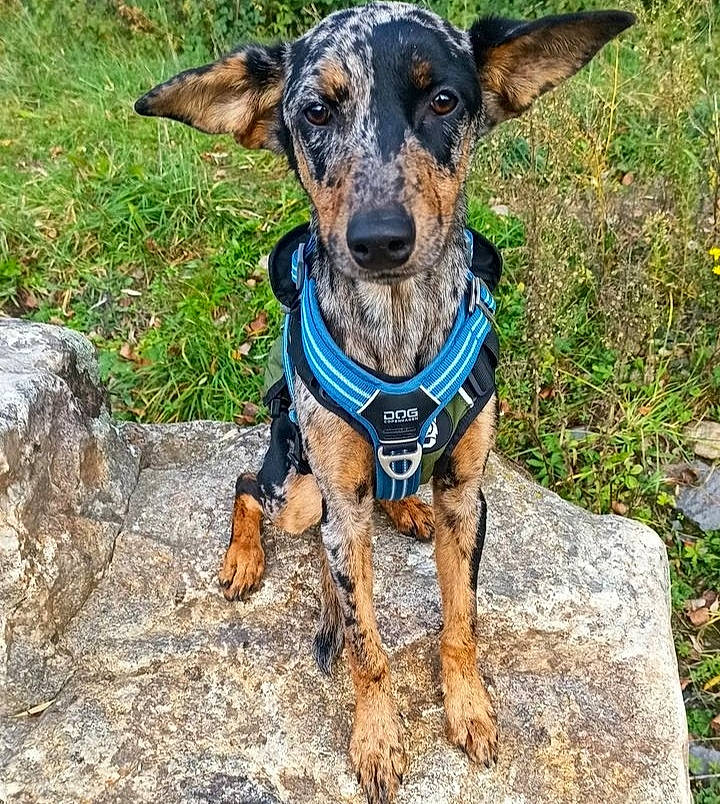 Cheyenne participe au concours pour gagner de l'argent avec cette photo : canidae, carnivore, collar, companion_dog, dog, dog_breed, dog_clothes, dog_collar, dog_supply, electric_blue, fashion_accessory, fawn, grass, leash, pet_supply, plant, recreation, snout, sporting_group, working_animal