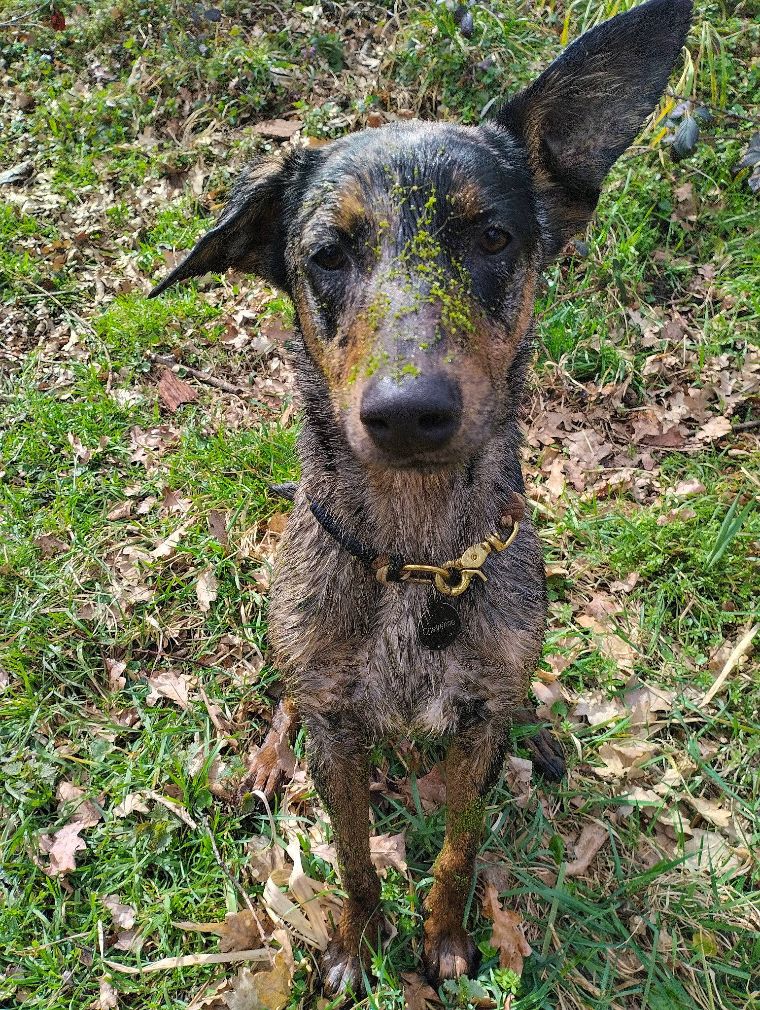 Cheyenne a rejoint le concours — aidez-le/la à gagner de superbes lots ! canidae, carnivore, companion_dog, dog, dog_breed, grass, grassland, groundcover, hunting_dog, plant, snout, sporting_group, terrestrial_animal, working_animal, working_dog