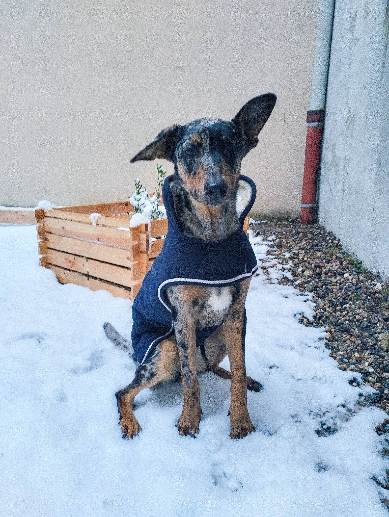 Cheyenne participe au concours pour gagner de l'argent avec cette photo : canidae, carnivore, collar, companion_dog, dog, dog_breed, dog_clothes, dog_collar, dog_supply, electric_blue, fawn, fur, guard_dog, pet_supply, snow, sporting_group, toy_dog, winter, working_animal, working_dog