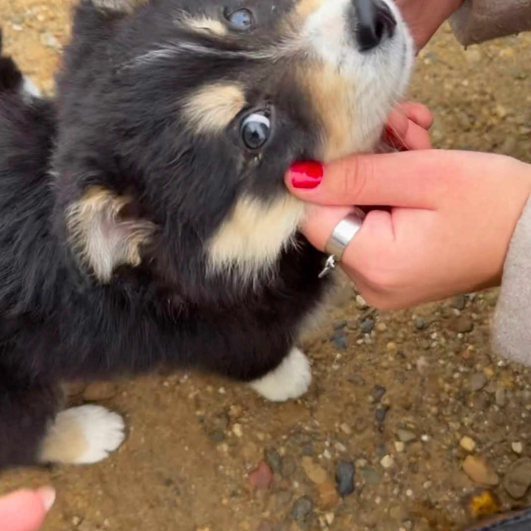 Aïko a rejoint le concours — aidez-le/la à gagner de superbes lots ! animal, black_fur, caring, close_up, curious, cute, dog, friendly, fur, gravel, human_hand, nail_polish, nature, outdoor, pet, playful, puppy, ring, tan_fur, young_dog