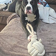 April a rejoint le concours — aidez-le/la à gagner de superbes lots ! black_and_white, blanket, blanket_texture, close_up, couch, cozy, dog, ears, fur, indoor, living_room, muzzle, paw, pet, pillow, relaxed, resting, rope_toy, squinting, toy