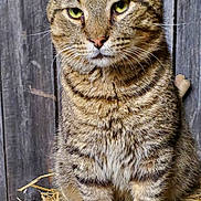 Andre is registered to the contest to win money with this photo: cat, tabby, animal, pet, feline, fur, whiskers, ears, eyes, straw, wood, wooden_background, sitting, outdoor, nature, closeup, portrait, mammal, cute, domestic_animal