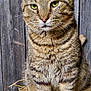 cat, tabby, animal, pet, feline, fur, whiskers, ears, eyes, straw, wood, wooden_background, sitting, outdoor, nature, closeup, portrait, mammal, cute, domestic_animal
