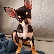 Arlo participe au concours pour gagner de l'argent avec cette photo : chihuahua, puppy, dog, pet, cute, small_dog, indoor, blanket, couch, fur, ears, eyes, sitting, head_tilt, animal, mammal, companion, adorable, young, domestic_animal