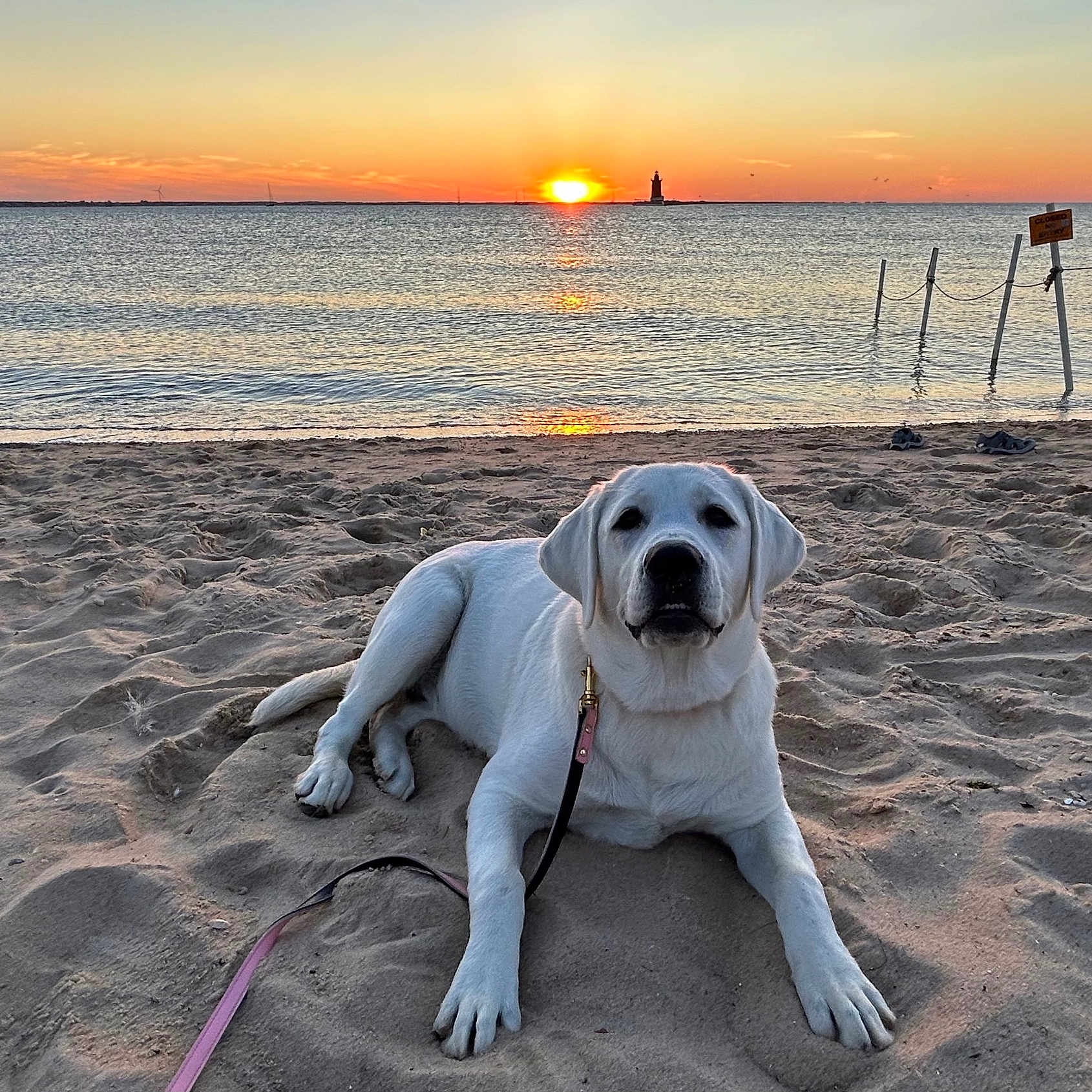 Miss Malibu joined the competition — help win amazing prizes! animal, beach, bird, canine, clothing, coast, dog, footwear, horizon, nature, outdoors, pet, photography, puppy, scenery, sea, shoe, shoreline, sky, water