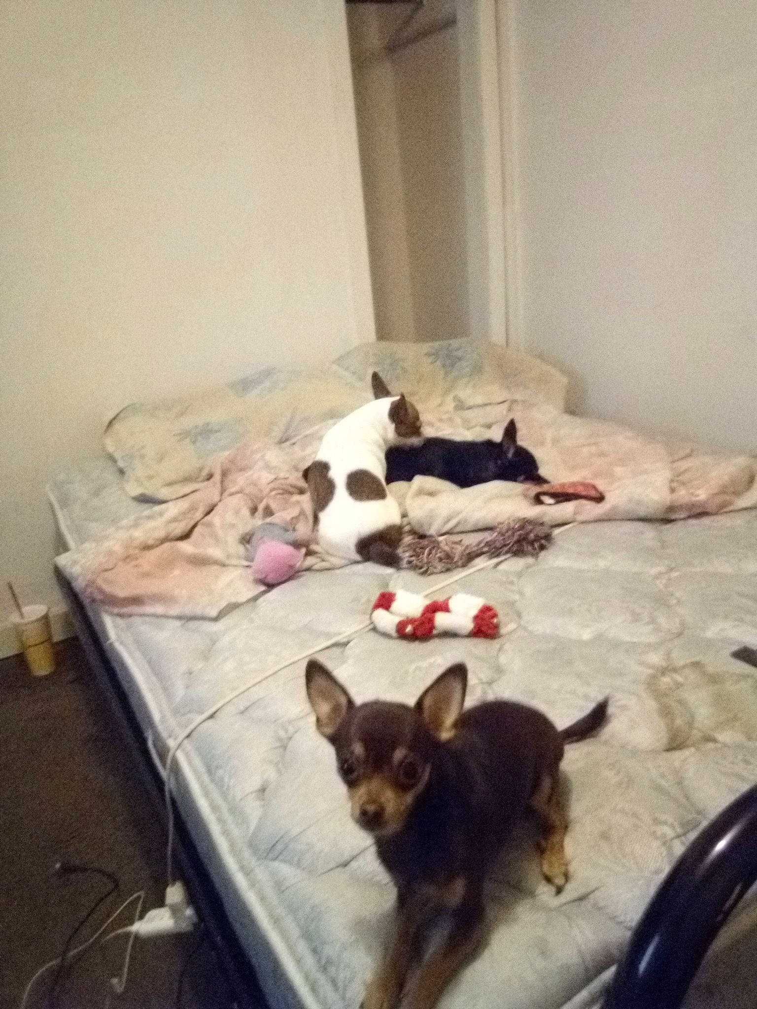 Sassy joined the competition — help win amazing prizes! bed, canidae, carnivore, chihuahua, companion_dog, dog, dog_breed, miniature_pinscher, non_sporting_group, prazsky_krysarik, puppy, toy_dog