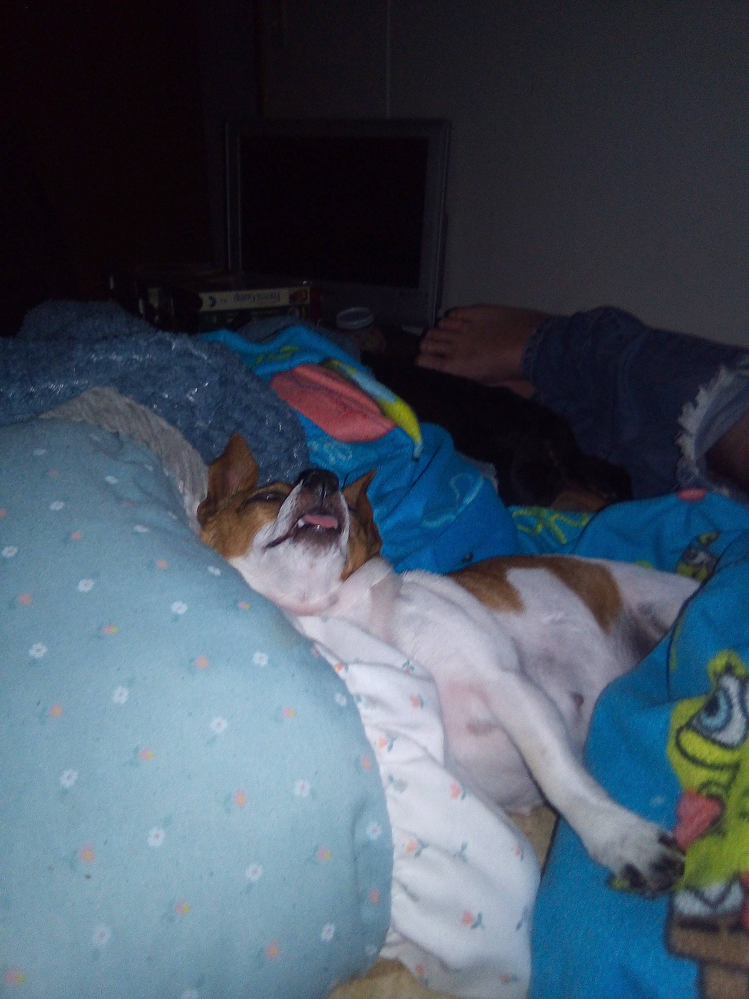 Sassy is registered to the contest to win money with this photo: bed, bed_sheet, bedtime, birth, canidae, carnivore, dog, dog_breed, nap, non_sporting_group, sleep