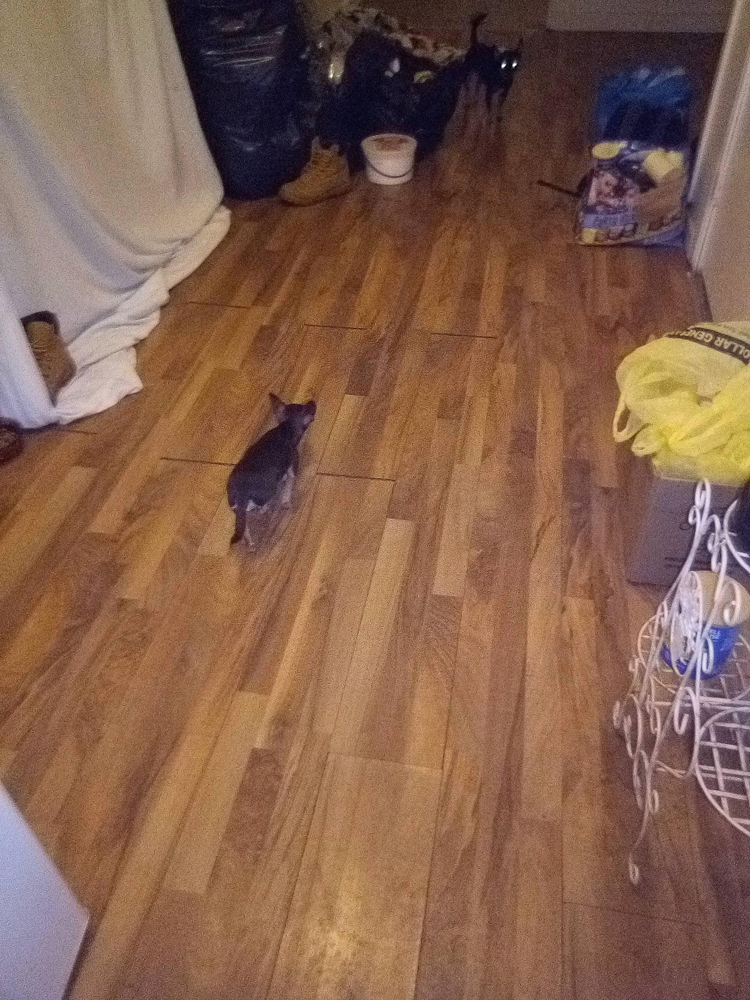 Sassy is registered to the contest to win money with this photo: floor, flooring, hardwood, laminate_flooring, plywood, room, tile, varnish, wood, wood_flooring, wood_stain