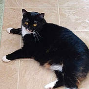 Annie joined the competition — help win amazing prizes! cat, black_and_white, feline, pet, indoor, tiled_floor, yellow_eyes, relaxed, lying_down, whiskers, cute, animal, fur, domestic_cat, floor, mammal, laying, paws, looking, resting