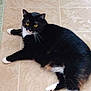 cat, black_and_white, feline, pet, indoor, tiled_floor, yellow_eyes, relaxed, lying_down, whiskers, cute, animal, fur, domestic_cat, floor, mammal, laying, paws, looking, resting