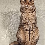Saqqarah participe au concours pour gagner de l'argent avec cette photo : animal, cat, closeup, decor, domestic_cat, ears, feline, fur, household, indoor, looking, mirror, pet, sitting, tabby, tail, texture, wall, whiskers, wooden_shelf