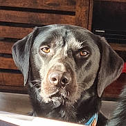 Pacha a rejoint le concours — aidez-le/la à gagner de superbes lots ! animal, box, canine, computerhardware, dog, electronics, face, furniture, hardware, head, hound, indoors, labradorretriever, monitor, pet, plywood, pointer, puppy, screen, wood