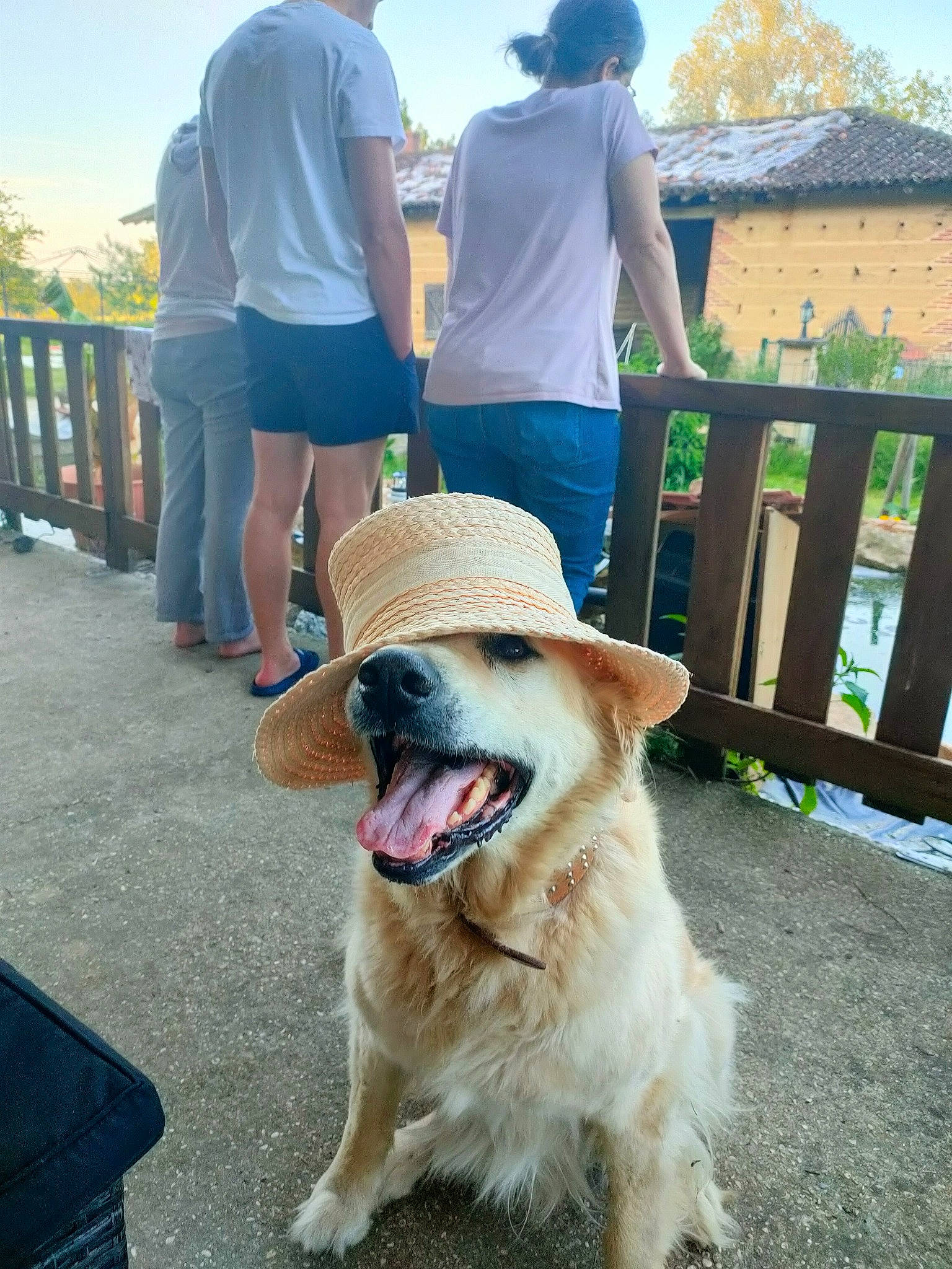 Gordon participe au concours pour gagner de l'argent avec cette photo : carnivore, collar, companion_dog, dog, dog_breed, dog_collar, fashion_accessory, fawn, fence, fun, grass, hat, leash, leisure, plant, shorts, sky, sunglasses, tree, yellow