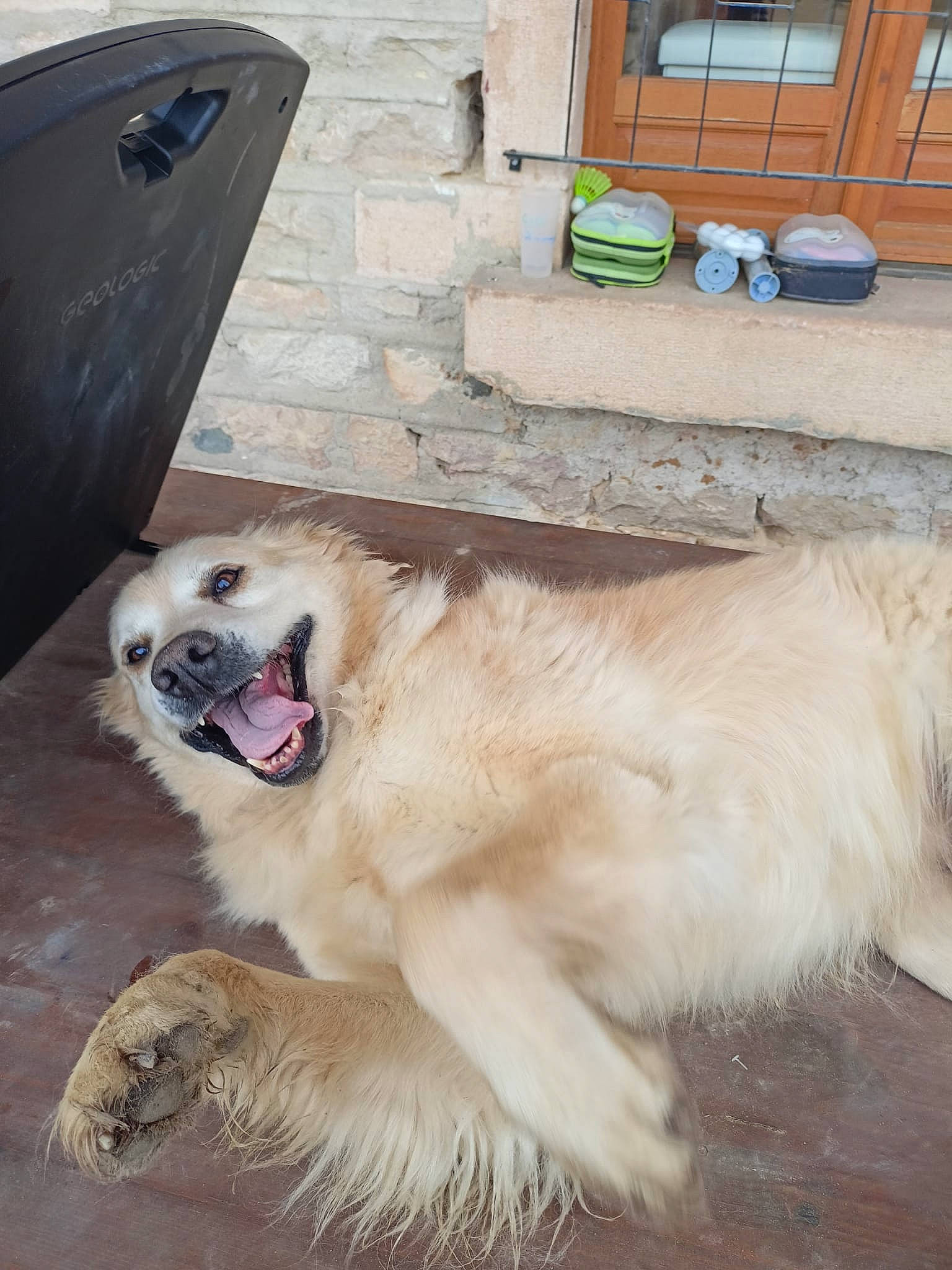 Gordon a rejoint le concours — aidez-le/la à gagner de superbes lots ! biting, canidae, carnivore, companion_dog, dog, dog_breed, fawn, flooring, fur, giant_dog_breed, hardwood, livestock_guardian_dog, paw, pet_supply, polish_tatra_sheepdog, snout, sporting_group, wood, working_animal, working_dog