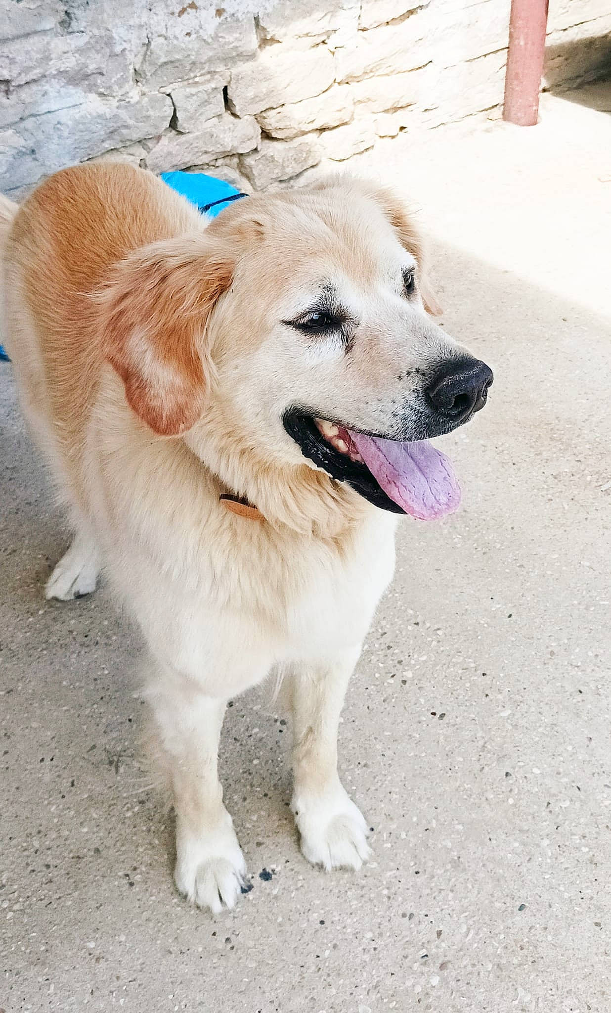 Gordon participe au concours pour gagner de l'argent avec cette photo : canidae, carnivore, collar, companion_dog, dog, dog_breed, dog_collar, dog_supply, fang, fashion_accessory, fawn, fur, leash, paw, pet_supply, plant, sporting_group, tail, tree, working_dog