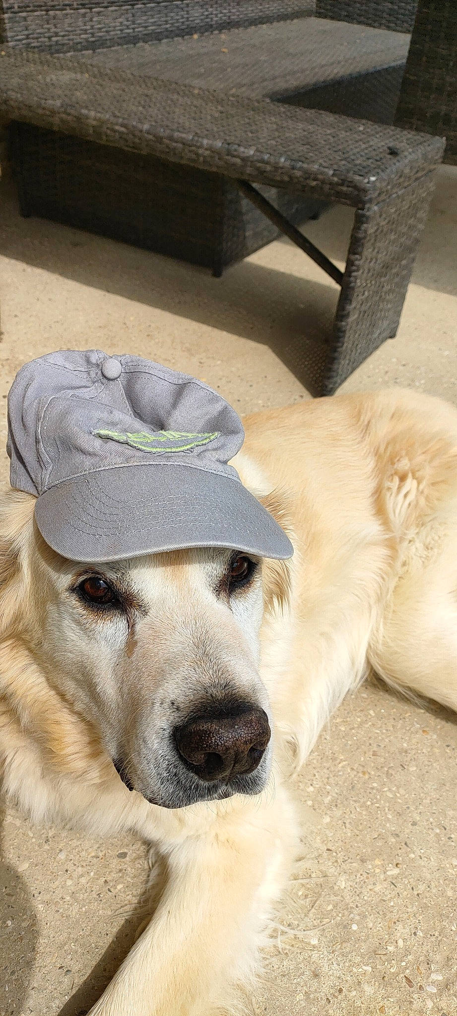 Gordon participe au concours pour gagner de l'argent avec cette photo : canidae, cap, carnivore, collar, companion_dog, dog, dog_breed, dog_collar, fawn, fedora, fur, hat, pet_supply, snout, sporting_group, street_dog, sun_hat, whiskers, window, working_animal