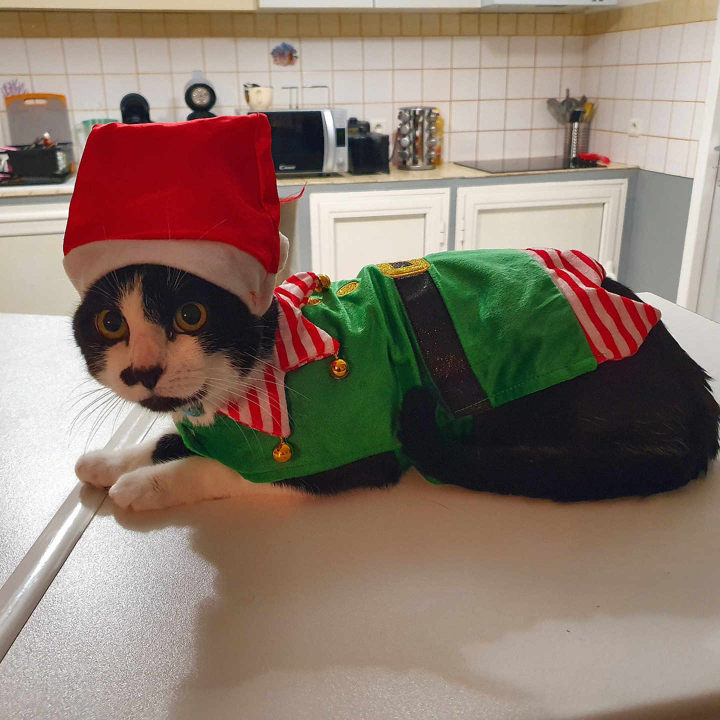 Moustik participe au concours pour gagner de l'argent avec cette photo : animal, appliance, cat, closet, clothing, desk, device, electricaldevice, furniture, hardwood, hat, indoors, interiordesign, kitchen, microwave, oven, person, pet, table, wood