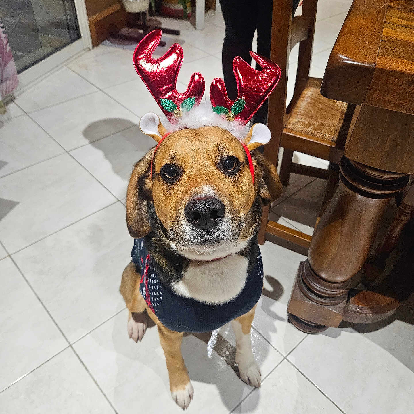 Léo participe au concours pour gagner de l'argent avec cette photo : animal, architecture, box, building, canine, clothing, desk, diningtable, dog, footwear, furniture, hound, indoors, interiordesign, person, pet, puppy, shoe, table, wood