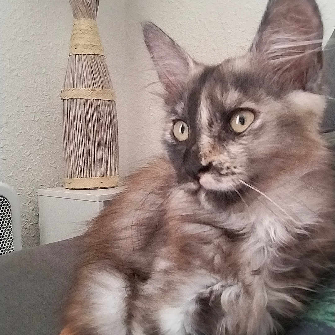 Arya a rejoint le concours — aidez-le/la à gagner de superbes lots ! cat, closeup, couch, curious, decor, dried_flowers, ears, eyes, feline, fluffy, fur, home, indoor, kitten, person_arm, pet, relaxed, sofa, vase, whiskers