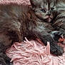 kitten, cat, sleepy, fluffy, fur, pet, animal, pink_blanket, soft_texture, resting, cute, domestic, young, cozy, indoor, closeup, feline, relaxed, small, adorable