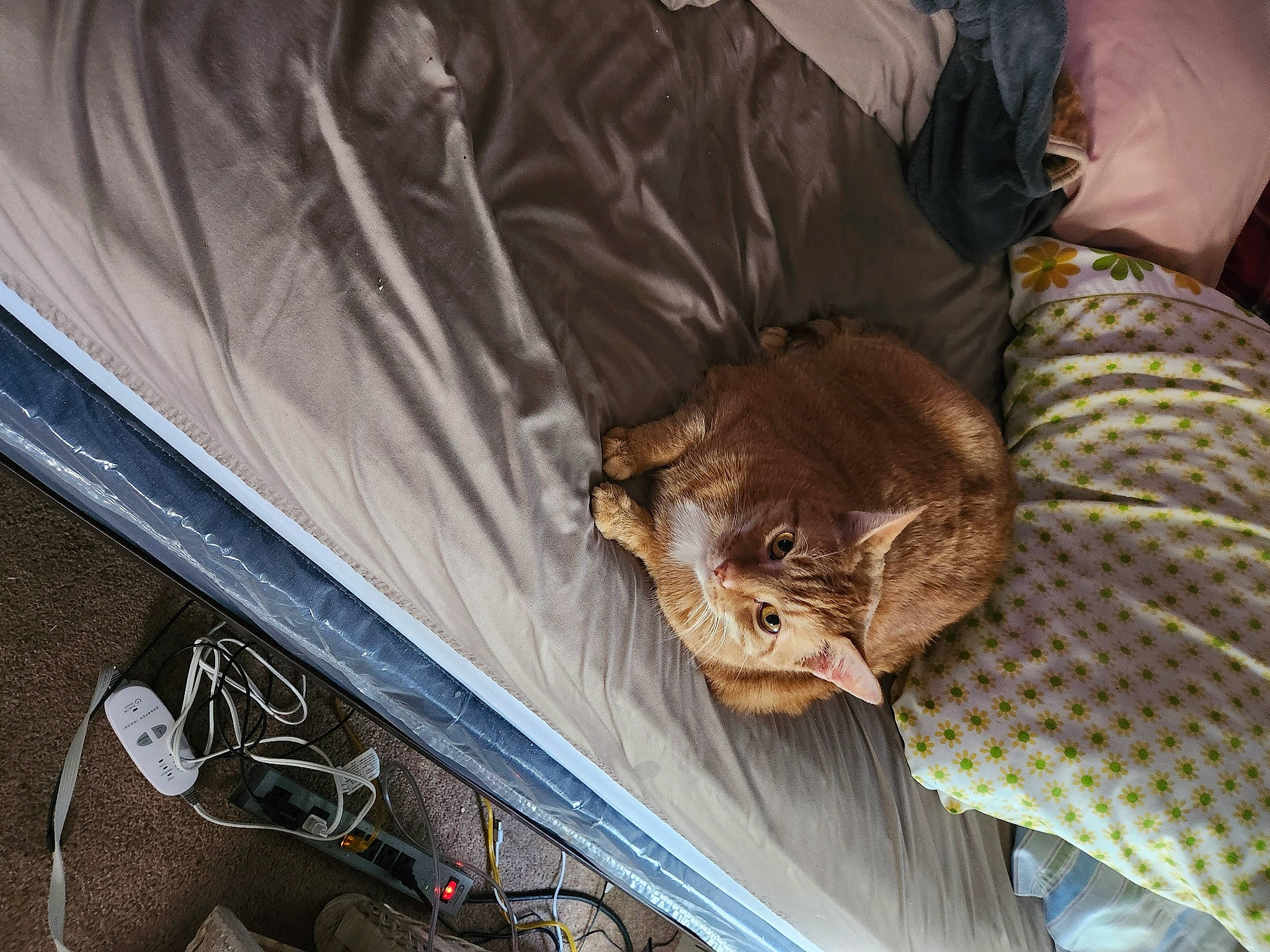 Bullet joined the competition — help win amazing prizes! automotive_exterior, automotive_lighting, bicycle_handlebar, bicycle_tire, carnivore, cat, comfort, companion_dog, domestic_short_haired_cat, fawn, felidae, fur, linens, small_to_medium_sized_cats, sporting_group, terrestrial_animal, vehicle_door, whiskers, wood, wrinkle