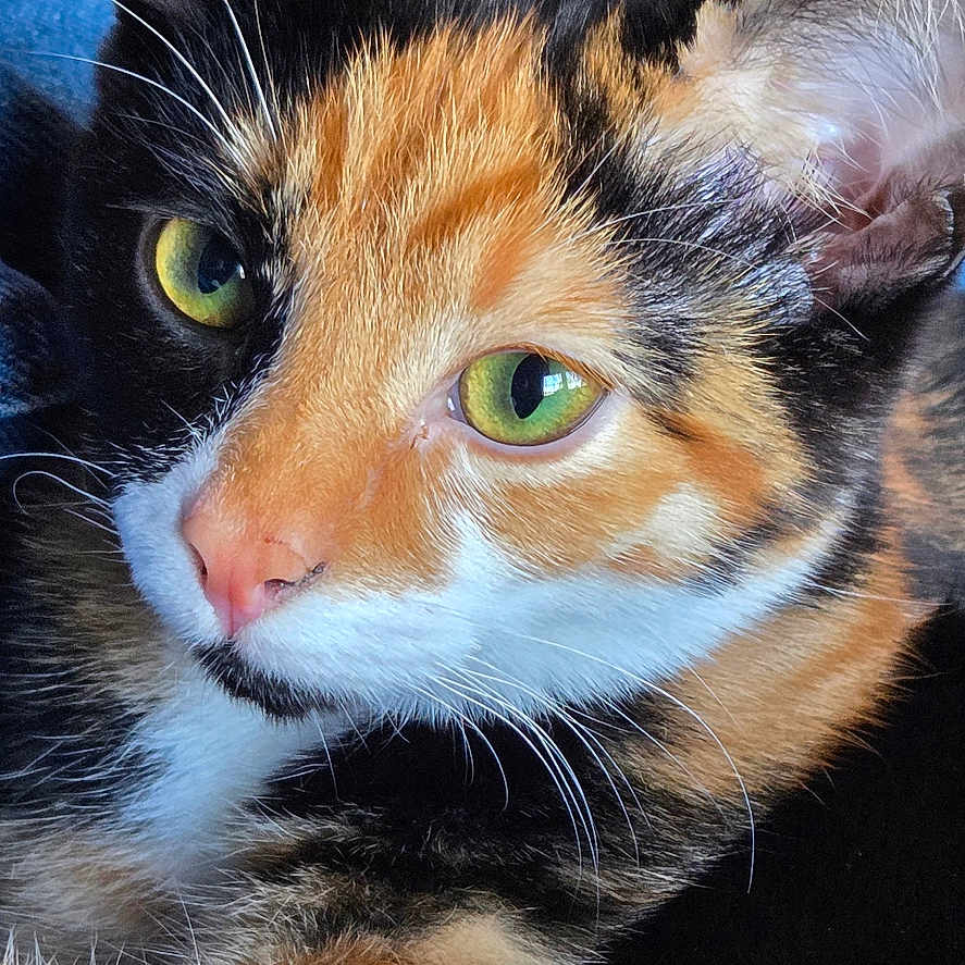 Sammy is registered to the contest to win money with this photo: animal, blurred_background, calico_cat, cat, close_up, cute, domestic_cat, ears, face, feline, fur, green_eyes, indoor, looking, nose, pet, portrait, resting, soft_light, whiskers