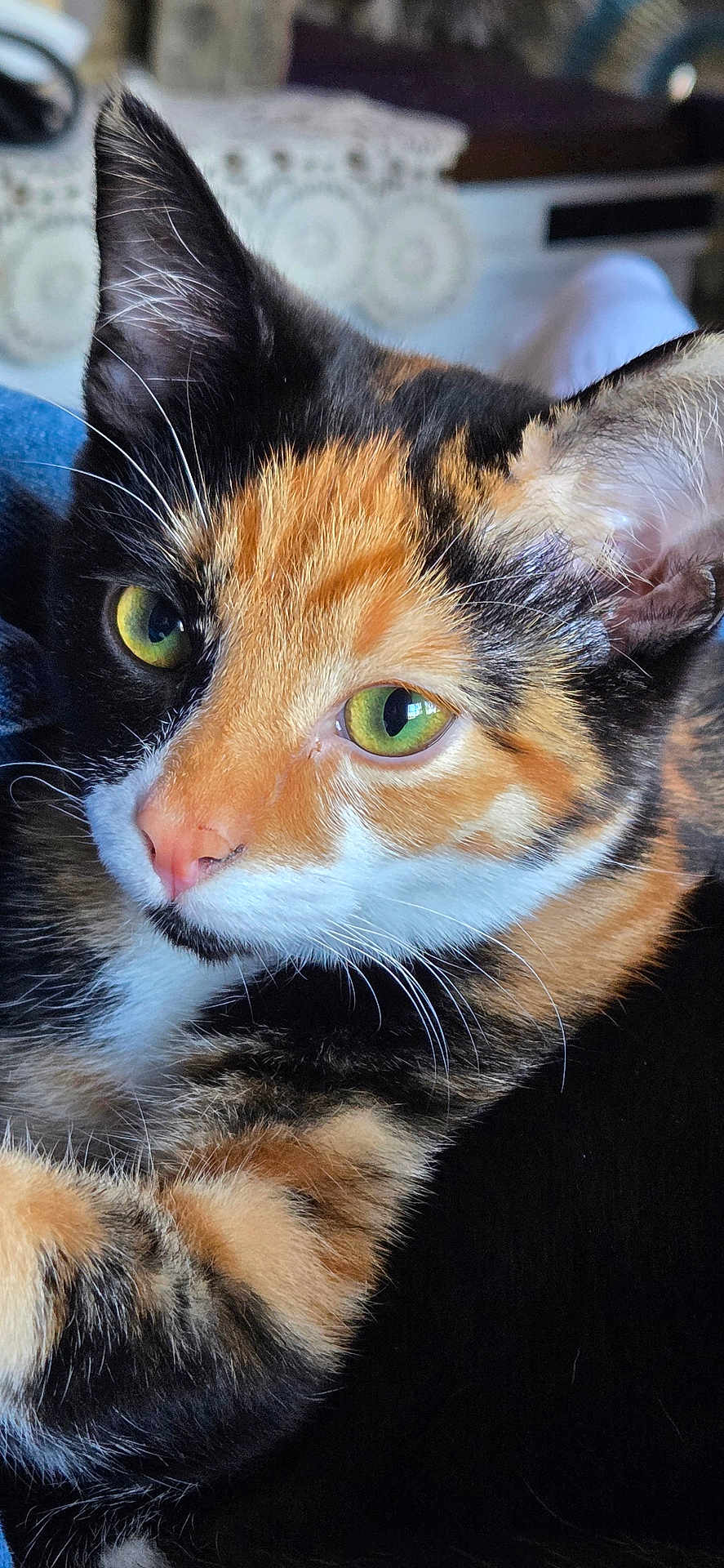 Sammy