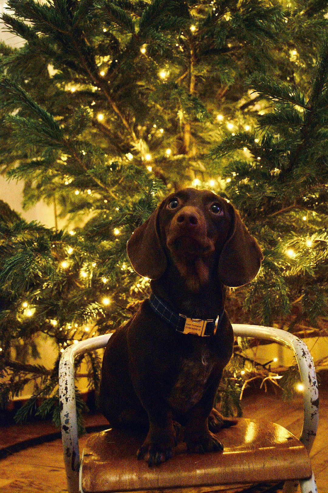 Petit Tonnerre participe au concours pour gagner de l'argent avec cette photo : dog, dachshund, chair, christmas_tree, holiday_lights, indoor, pet, brown_dog, festive, decorations, wooden_floor, collar, seated, small_dog, vintage_chair, curious, animal, home, cozy, night