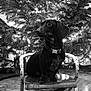 dog, dachshund, chair, christmas_tree, lights, indoor, holiday, pet, wooden_floor, festive, black_and_white, animal, collar, vintage, decor, seat, small_dog, cute, calm, home