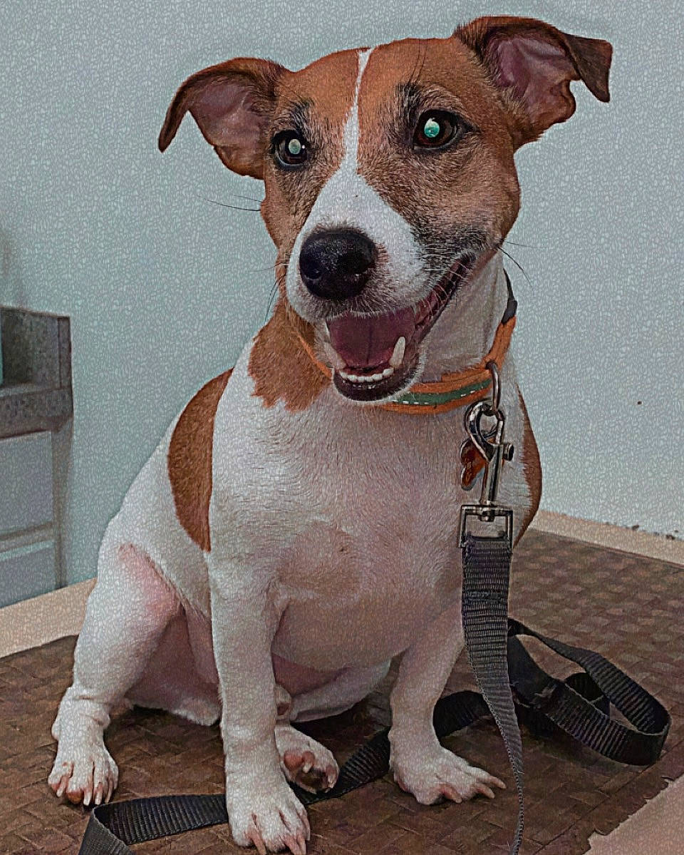 Finn Finn is registered to the contest to win money with this photo: ancient_dog_breeds, art, canidae, carnivore, collar, companion_dog, dog, dog_breed, dog_collar, fawn, hunting_dog, non_sporting_group, pet_supply, snout, sporting_group, whiskers, working_animal