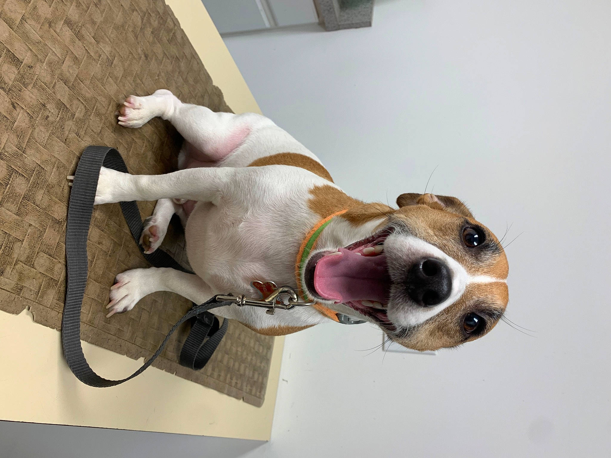 Finn Finn is registered to the contest to win money with this photo: canidae, carnivore, collar, comfort, companion_dog, dog, dog_breed, dog_collar, dog_supply, ear, fawn, non_sporting_group, paw, pet_supply, sporting_group, whiskers, window, working_animal