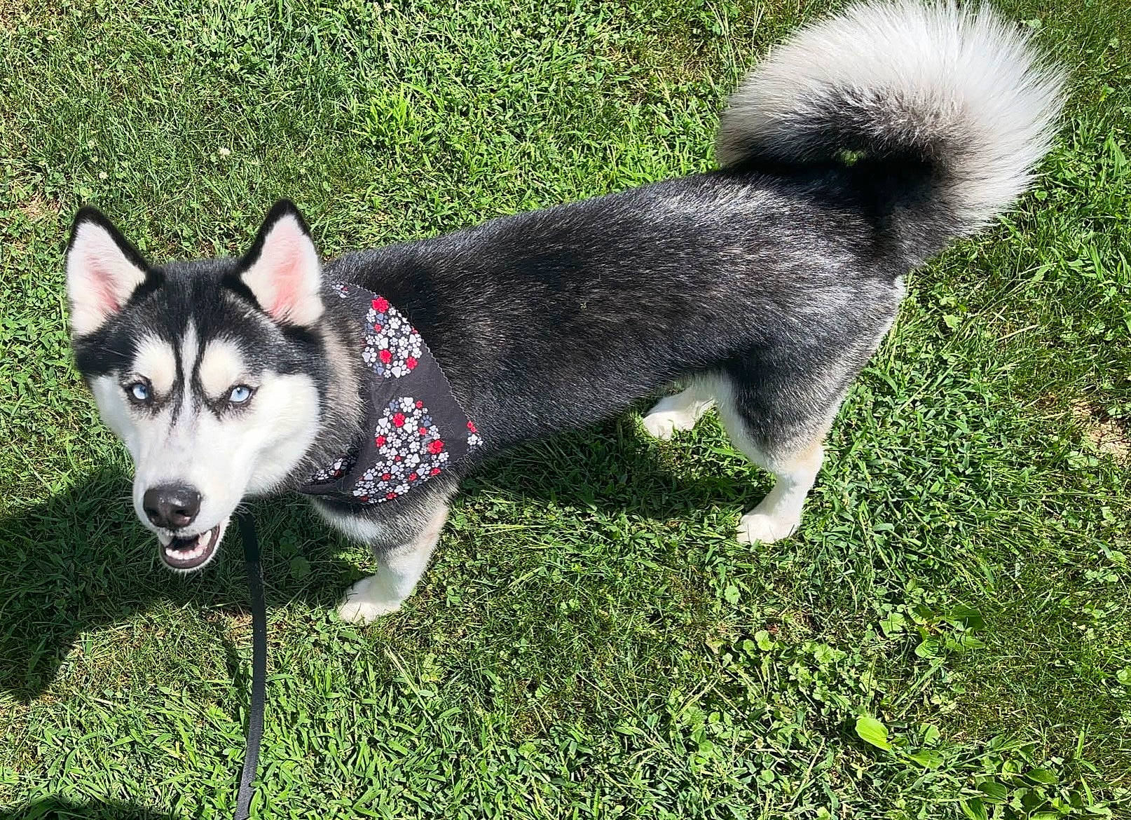 Kora Sue is registered to the contest to win money with this photo: ancient_dog_breeds, canidae, carnivore, collar, companion_dog, dog, dog_breed, fashion_accessory, grass, groundcover, non_sporting_group, pet_supply, plant, sled_dog, sporting_group, tail, working_animal, working_dog