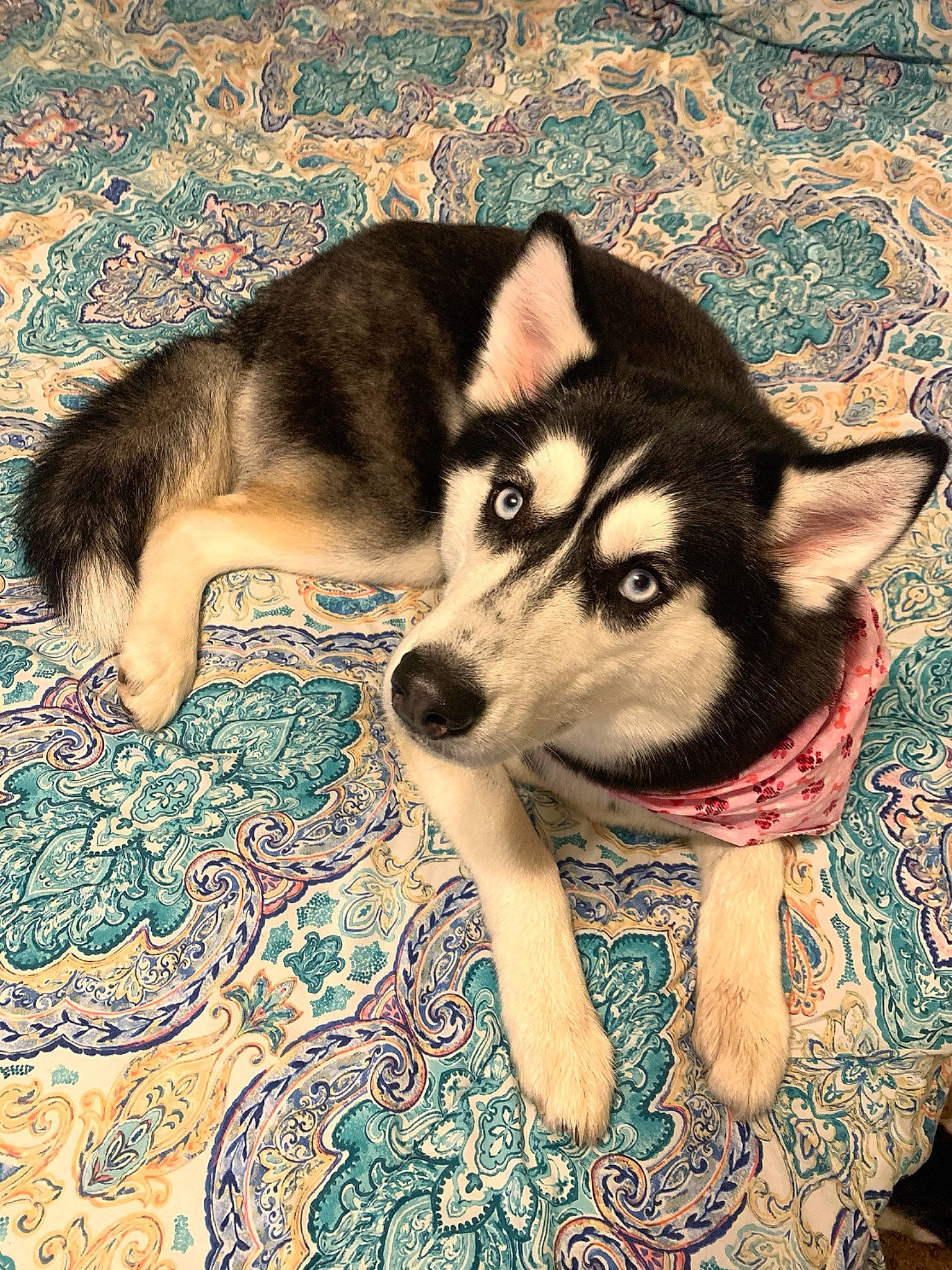 Kora Sue is registered to the contest to win money with this photo: canidae, canis, carnivore, comfort, companion_dog, dog, dog_breed, fawn, flooring, foot, fur, siberian_husky, sled_dog, snout, sporting_group, terrestrial_animal, whiskers, wolf, working_animal, working_dog