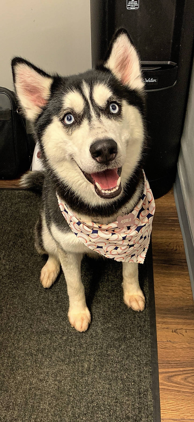 Kora Sue is registered to the contest to win money with this photo: bag, canidae, canis, carnivore, companion_dog, dog, dog_breed, eye, fawn, fur, jaw, luggage_and_bags, siberian_husky, sled_dog, snout, sporting_group, terrestrial_animal, whiskers, working_animal, working_dog