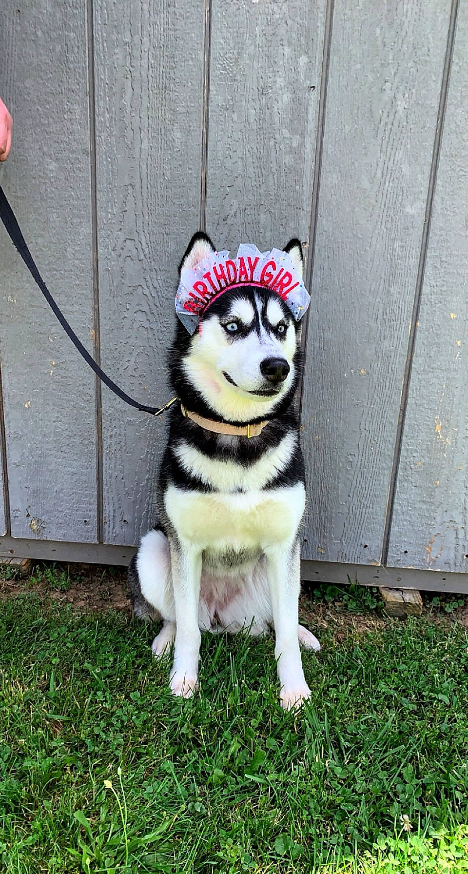 Kora Sue joined the competition — help win amazing prizes! ancient_dog_breeds, art, carnivore, companion_dog, dog, dog_breed, fur, grass, snout, tail, terrestrial_animal, working_animal, working_dog