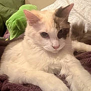 Paris is registered to the contest to win money with this photo: cat, white_cat, fluffy, relaxed, indoor, pet, animal, feline, closeup, blanket, plush_toy, cozy, cute, whiskers, ears, tail, resting, soft, domestic_cat, portrait