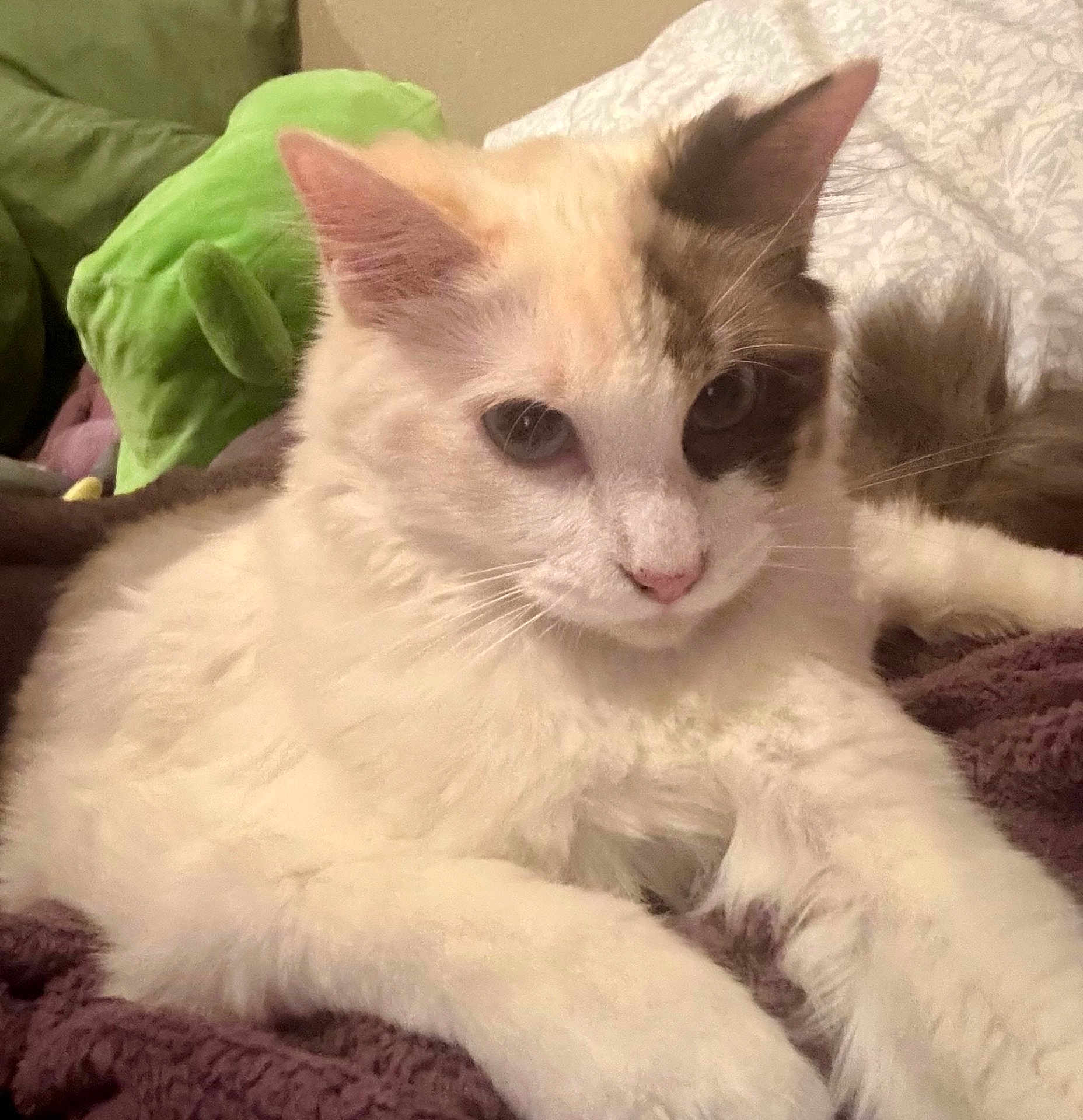 Paris is registered to the contest to win money with this photo: cat, white_cat, fluffy, relaxed, indoor, pet, animal, feline, closeup, blanket, plush_toy, cozy, cute, whiskers, ears, tail, resting, soft, domestic_cat, portrait