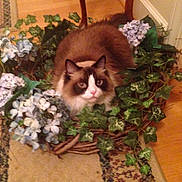 Jamison joined the competition — help win amazing prizes! animal, basket, blue_flowers, brown, cat, cozy, decor, feline, flowers, fluffy_cat, green_leaves, houseplant, indoor, ivy, pet, plant, resting, rug, white, wooden_floor