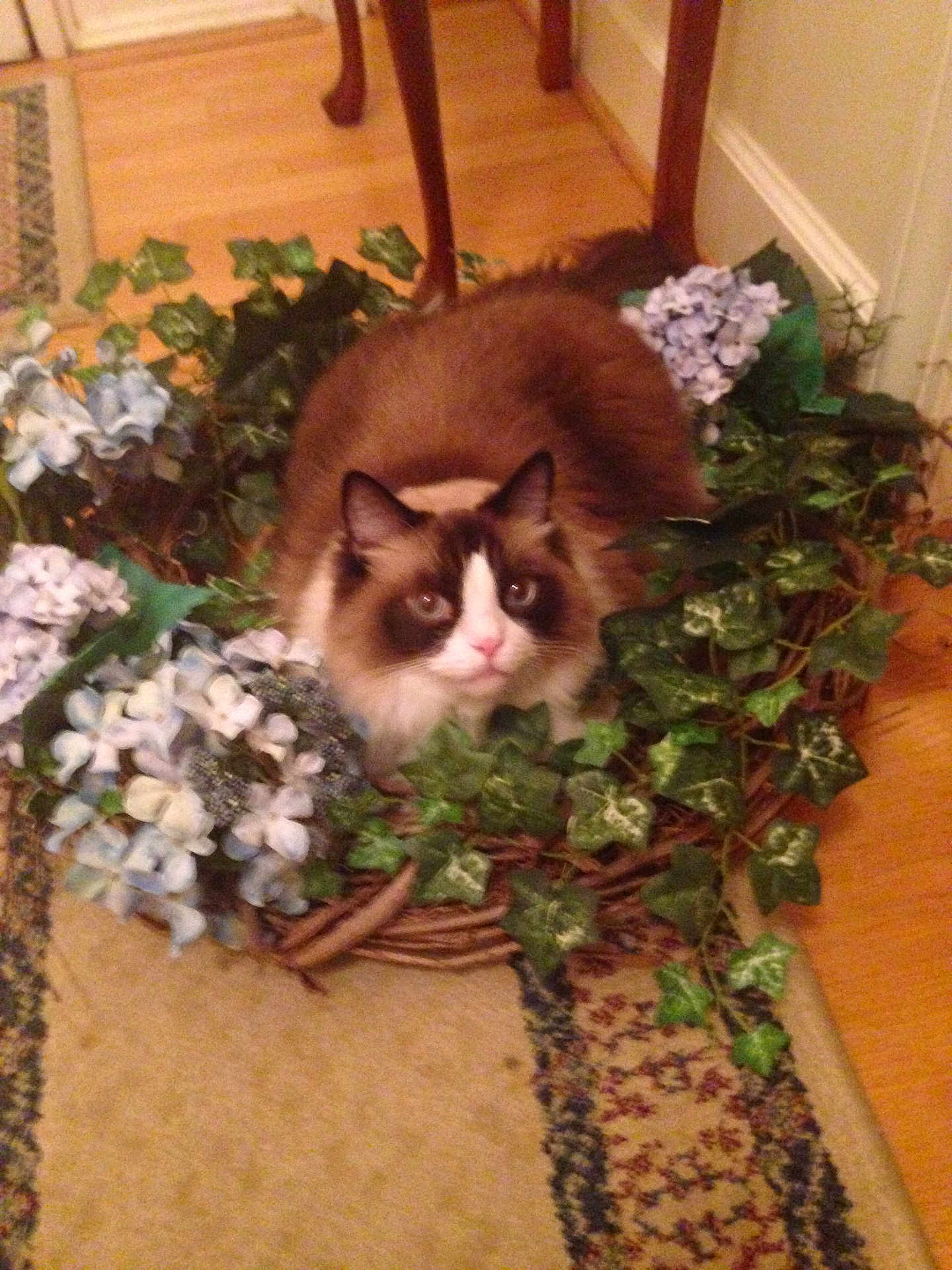 Jamison joined the competition — help win amazing prizes! animal, basket, blue_flowers, brown, cat, cozy, decor, feline, flowers, fluffy_cat, green_leaves, houseplant, indoor, ivy, pet, plant, resting, rug, white, wooden_floor