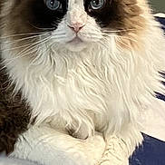 King Jj joined the competition — help win amazing prizes! cat, blue_eyes, fluffy, long_hair, white_fur, brown_fur, lying_down, indoor, striped_surface, pet, animal, close_up, focused, calm, relaxed, whiskers, face, paws, domestic, portrait