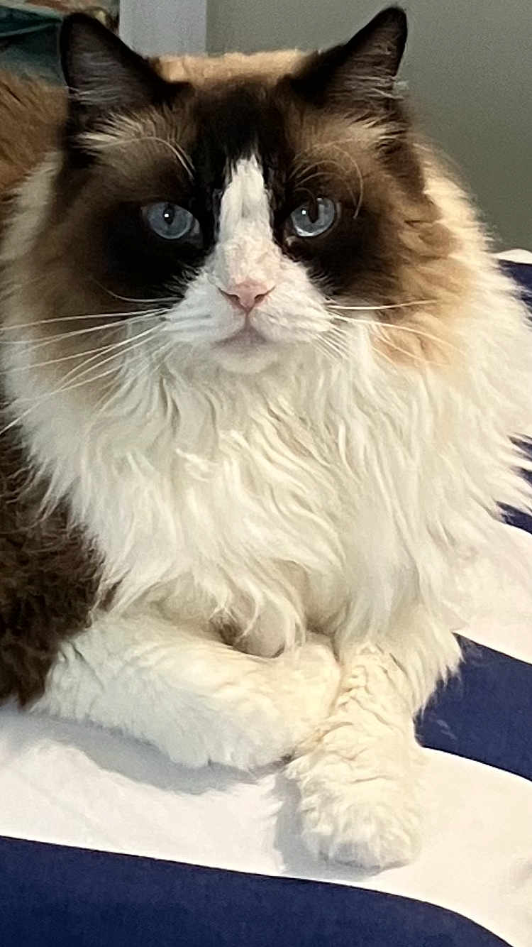 King Jj