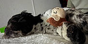 Xi-Ro is registered to the contest to win money with this photo: dog, sleeping, plush_toy, black_and_white, fluffy, blanket, cute, cozy, indoor, pet, resting, soft_texture, close_up, fur, animal, companion, relaxing, napping, toy, peaceful