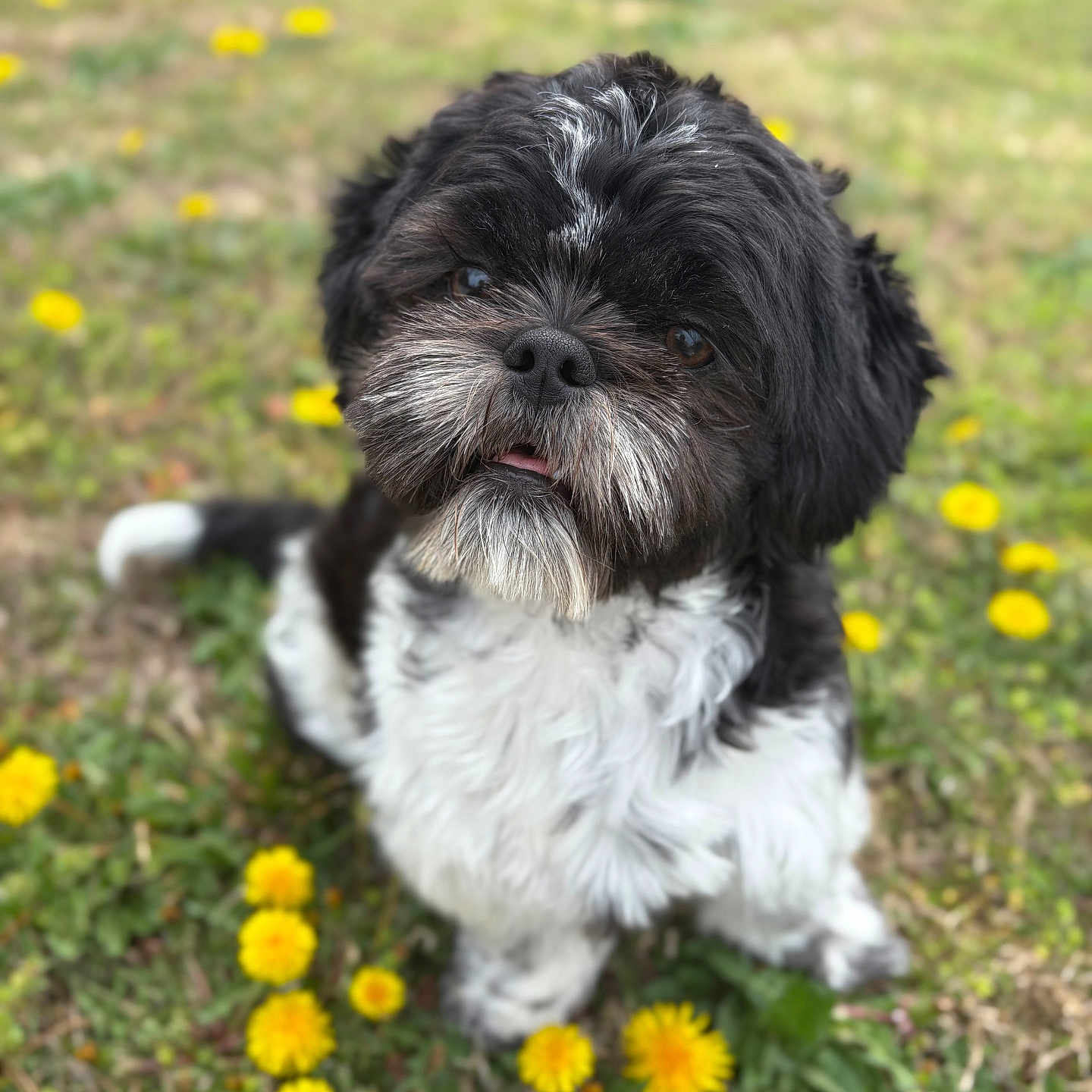 Xi-Ro is registered to the contest to win money with this photo: adorable, animal, black_and_white, close_up, cute, dandelions, dog, flowers, fluffy, friendly, fur, grass, head_tilt, nature, outdoor, pet, playful, sitting, small_dog, spring