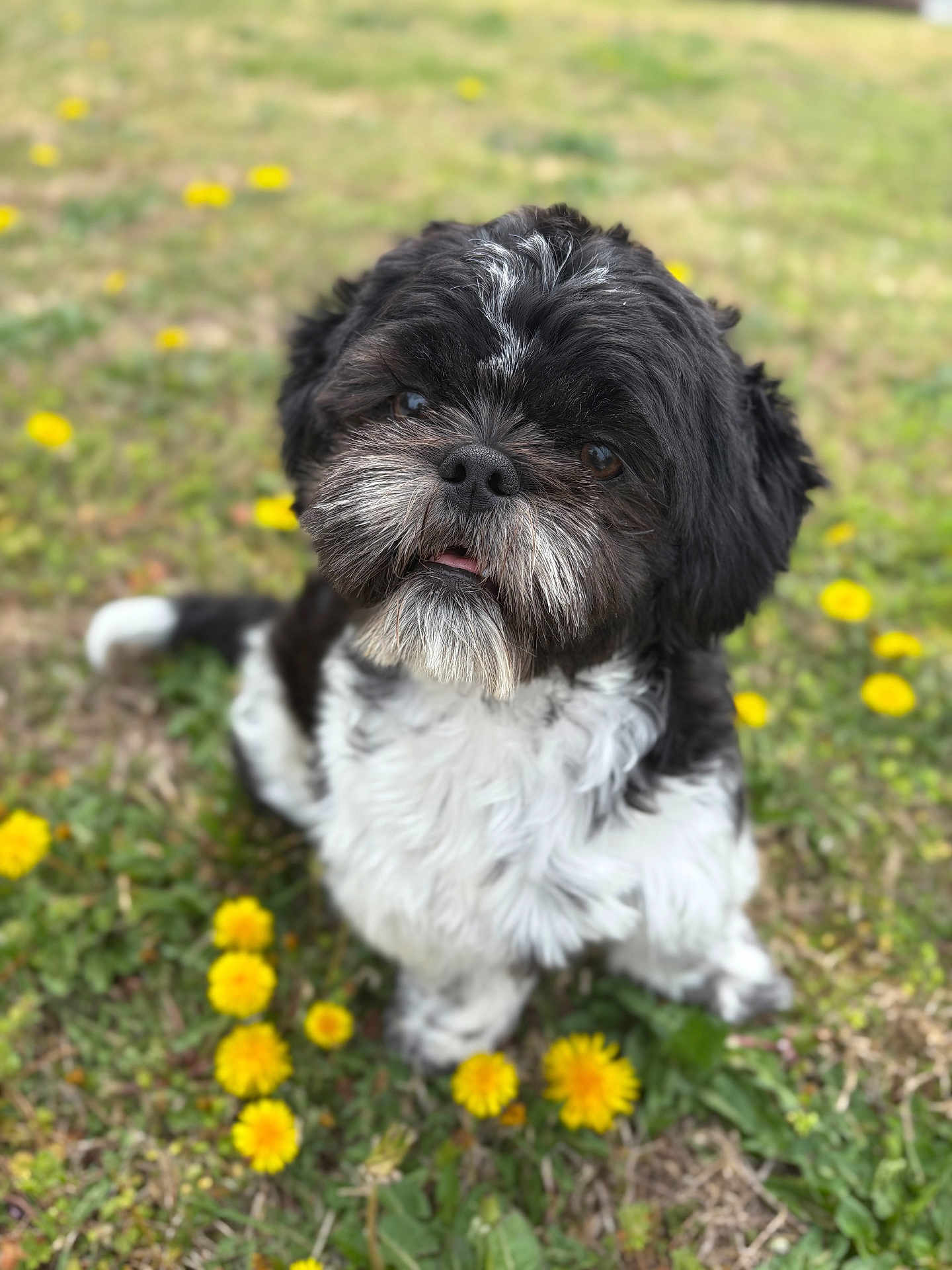 Xi-Ro is registered to the contest to win money with this photo: dog, black_and_white, fluffy, grass, dandelions, flowers, outdoor, pet, cute, animal, sitting, head_tilt, nature, fur, small_dog, close_up, adorable, spring, playful, friendly