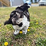 Xi-Ro joined the competition — help win amazing prizes! dog, black_and_white, fur, grass, dandelion, outdoor, pet, shaking, ears, flapping, nature, animal, blurred_background, playful, small_dog, spring, greenery, close_up, motion, daylight