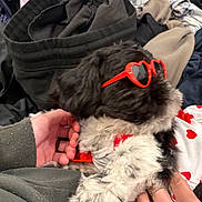 Xi-Ro joined the competition — help win amazing prizes! dog, sunglasses, heart_shaped, black_and_white, fur, pet, clothing, hand, tattoo, casual, indoor, fabric, pile, accessory, cute, small_dog, red, white, black, comfort