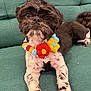 Xi-Ro is registered to the contest to win money with this photo: dog, pet, black_and_white, flower_necklace, colorful, couch, indoor, fur, animal, cute, relaxed, sitting, portrait, companion, domestic, friendly, toy, fuzzy, decor, home